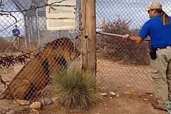 La grosse frayeur d'un soigneur de lions qui a bien fait rire des touristes (vidéo)